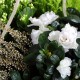 Coupe de plantes blanches