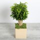 Ficus sur tige