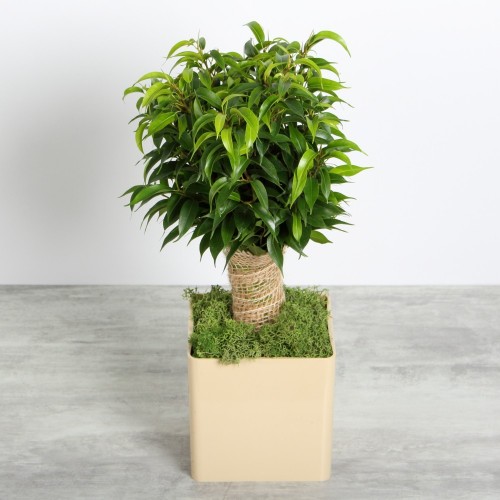 Ficus sur tige