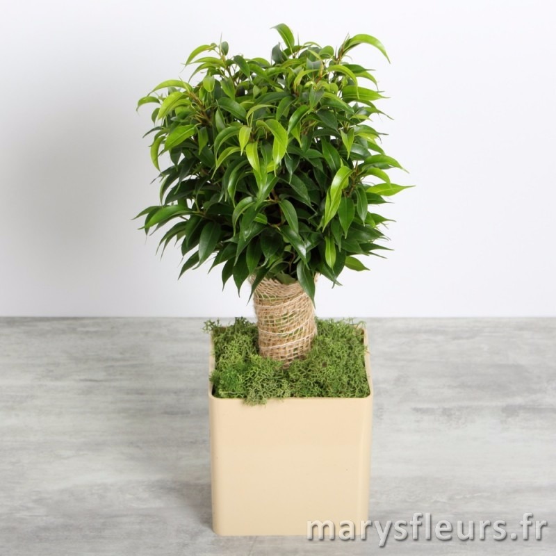 Ficus sur tige