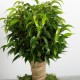 Ficus sur tige