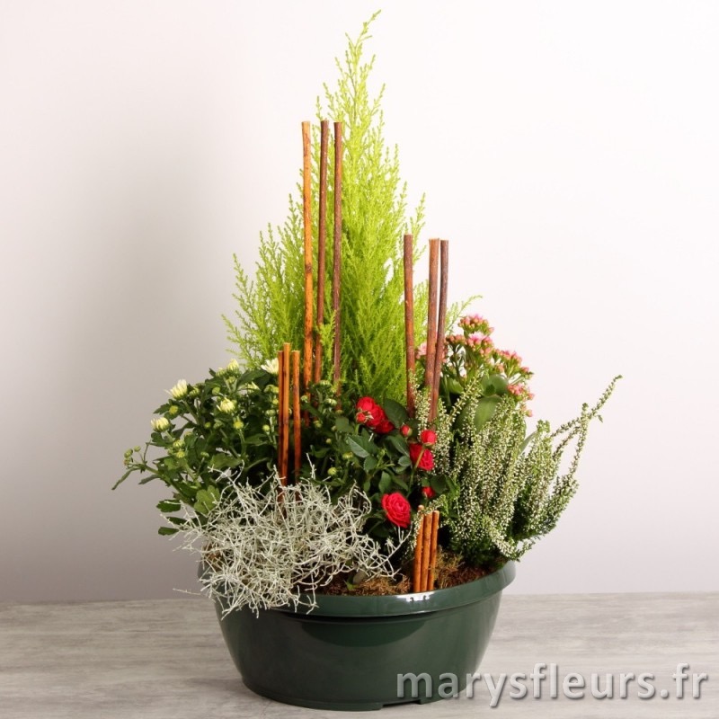 Coupe de plantes