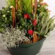 Coupe de plantes