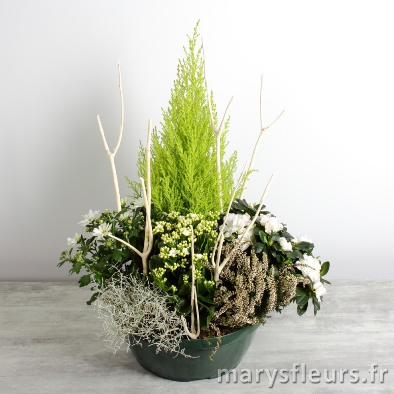Coupe de plantes blanches
