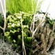 Coupe de plantes blanches