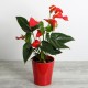 Anthurium small