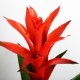 Guzmania rouge