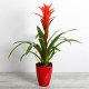 Guzmania rouge
