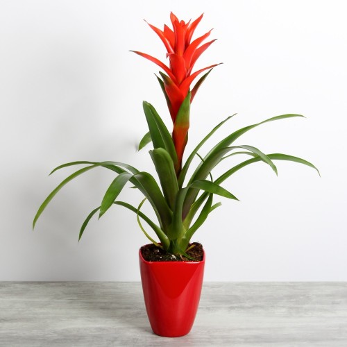 Guzmania rouge
