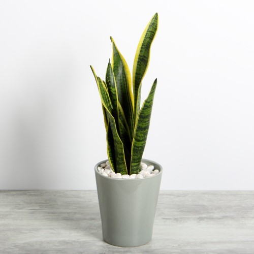Sansevieria