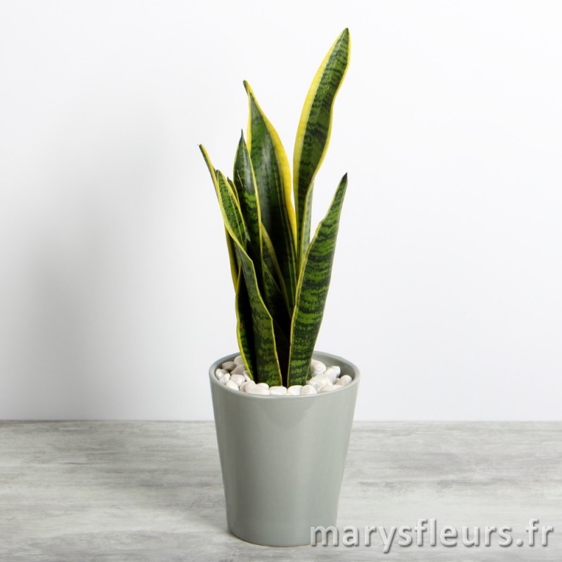 Sansevieria