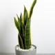 Sansevieria