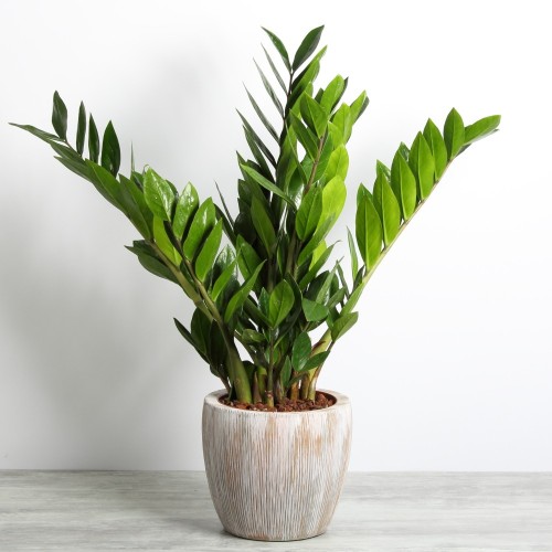 Zamioculcas