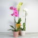 Phalaeno blanc