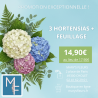 PROMO Hortensia