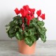 Cyclamen