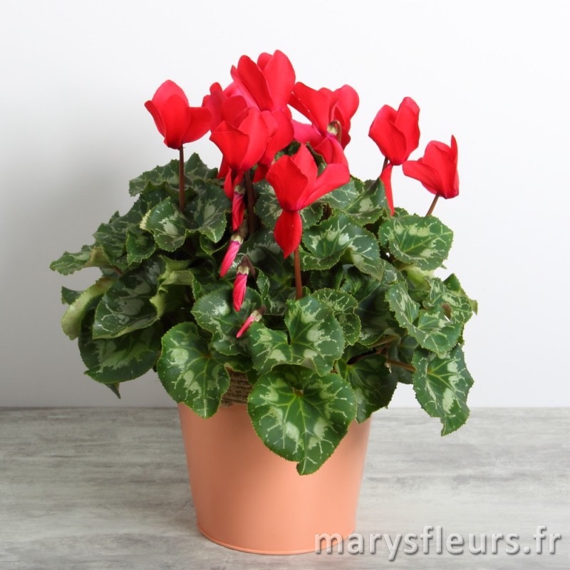 Cyclamen