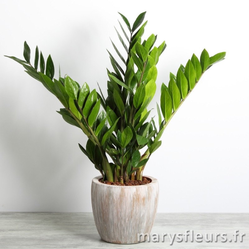 Zamioculcas