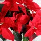 Poinsettia