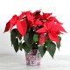 Poinsettia