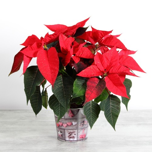 Poinsettia