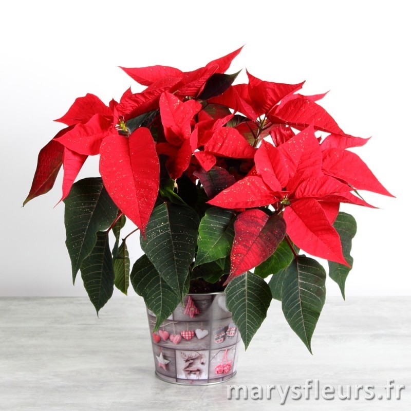 Poinsettia