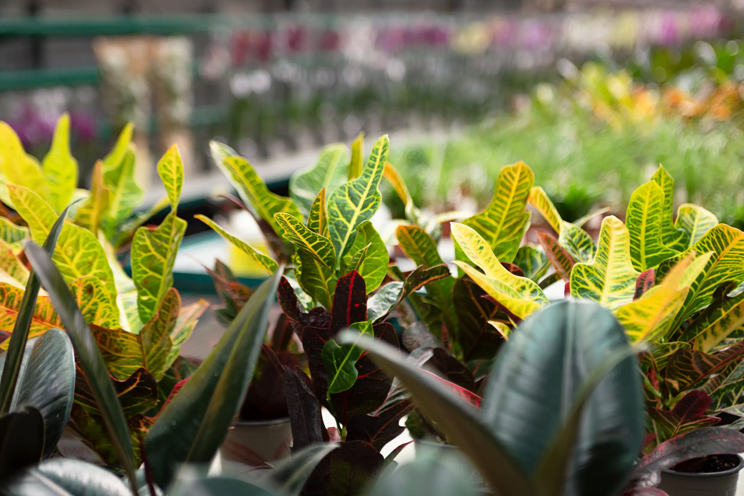 Plantes Mary's Fleurs
